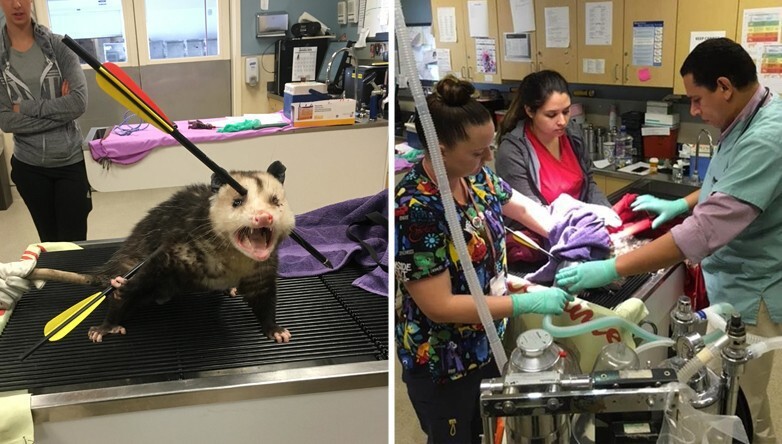 Opossum Shot With Arrows Surprises Everyone By Surviving