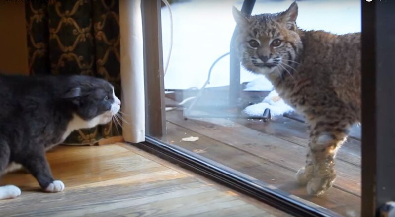 Chill Bobcat Just Doesn't Get Why House Cat Is So Angry