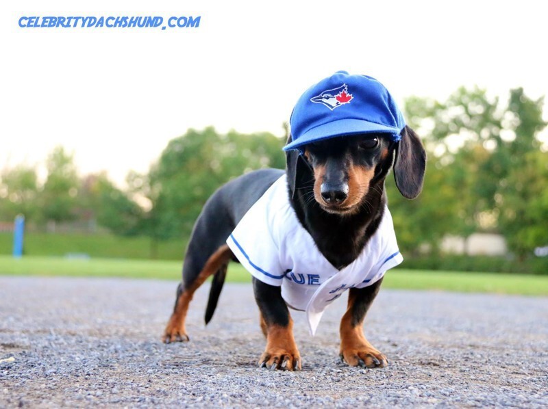 Meet Crusoe The Celebrity Dachshund