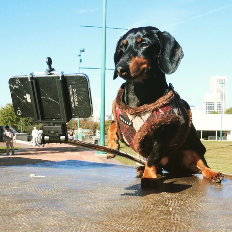 Meet Crusoe The Celebrity Dachshund