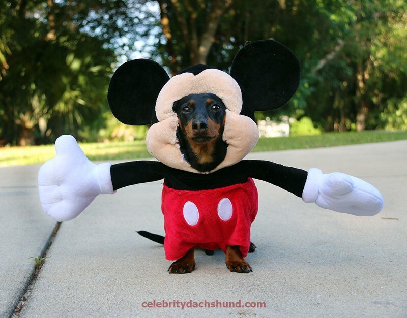 Meet Crusoe The Celebrity Dachshund