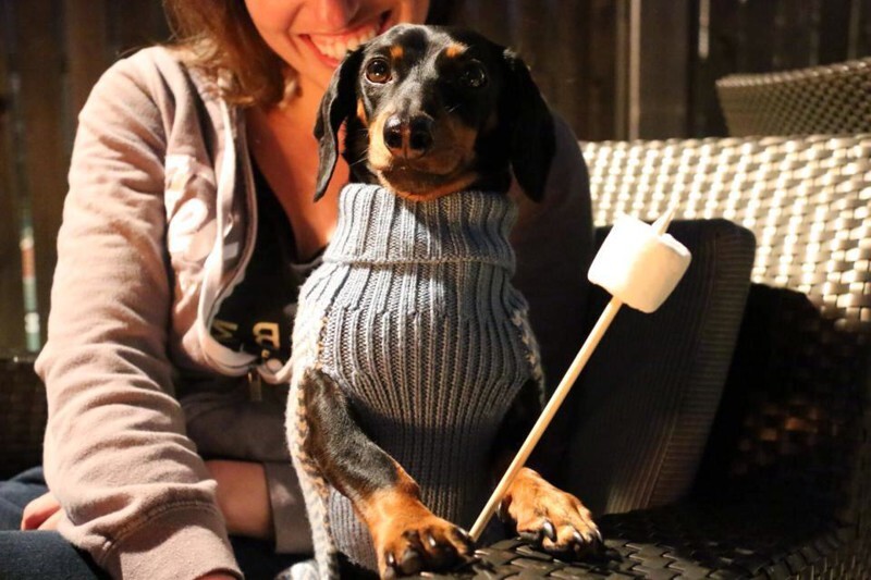 Meet Crusoe The Celebrity Dachshund