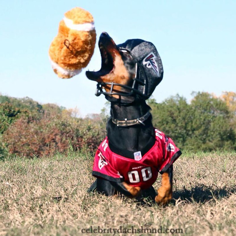 Meet Crusoe The Celebrity Dachshund