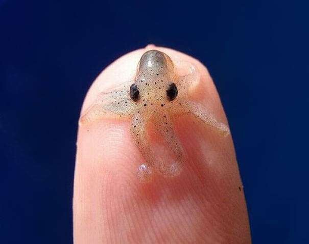 Baby octopus, you're absolutely too cute for this world.