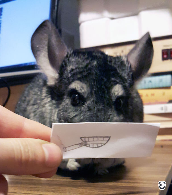 #2 Bad Chinchilla Doesn't Quit Smoking