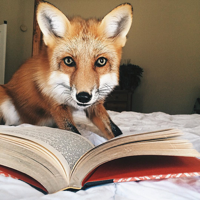 Meet Juniper, The Pet Fox Who’s Basically An Orange Dog