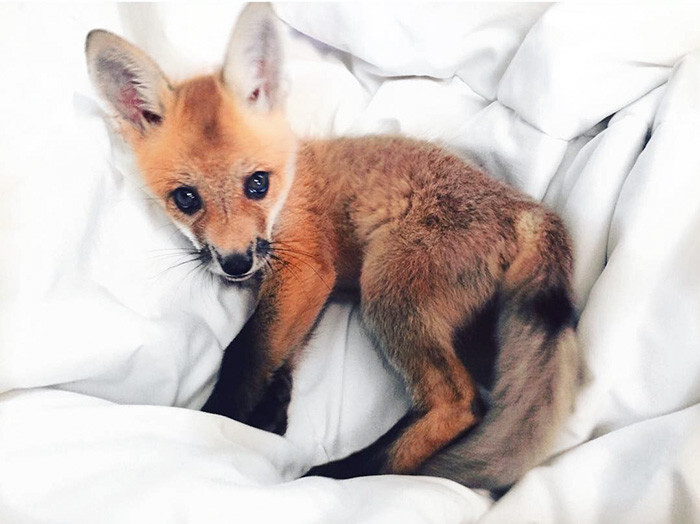 Meet Juniper, The Pet Fox Who’s Basically An Orange Dog