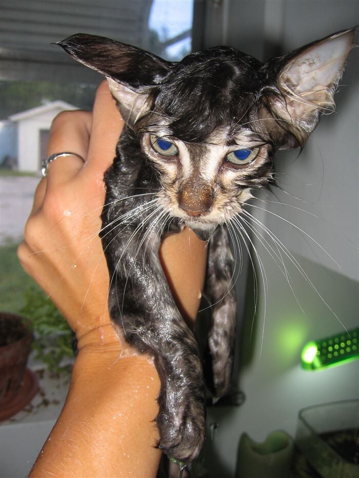 15 Hilarious Photos of Wet Cats