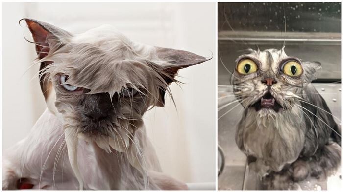 15 Hilarious Photos of Wet Cats