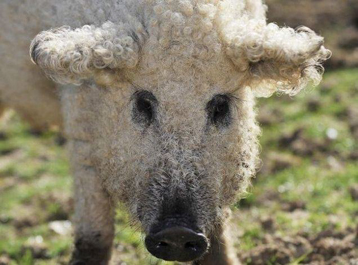 Meet Furry Pigs That Look Like Sheep And Act Like Dogs