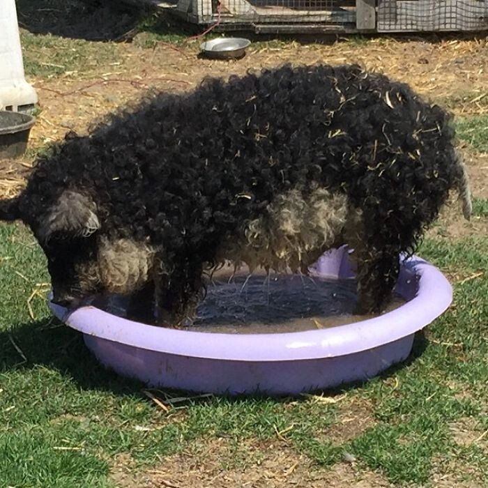 Meet Furry Pigs That Look Like Sheep And Act Like Dogs