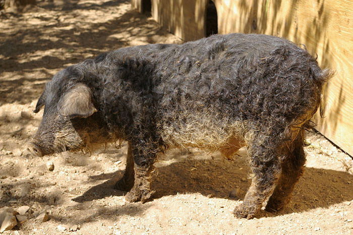 Meet Furry Pigs That Look Like Sheep And Act Like Dogs