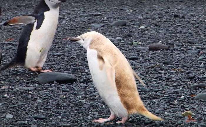 But make no mistake, a 'blonde' penguin, is not an albino penguin. It's actually the result of "isabellinism."