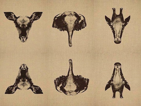 10. Check out each of these mirror images of animals faces carefully...
