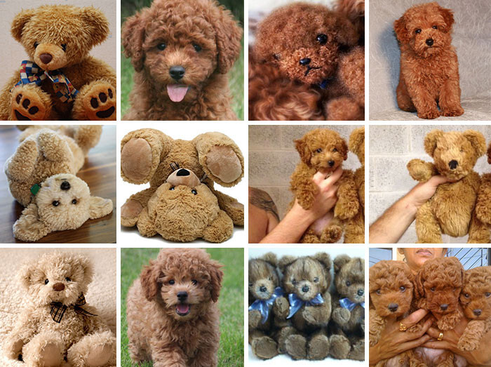 Puppy Or Teddy Bear?