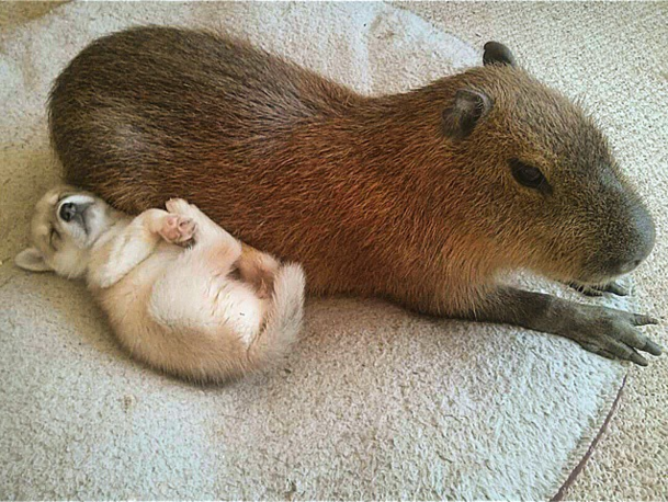 13. Capybaras don’t care who you are or what you look like.