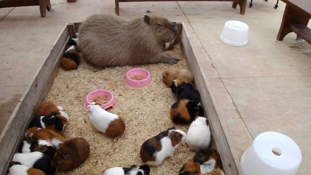 8. Guinea pigs are part of the capybara friendship group, too.