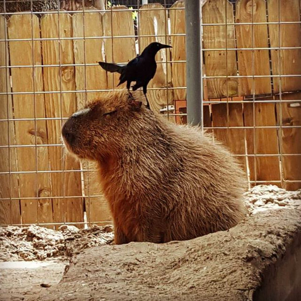 9. There’s not an animal on this planet that won’t trust a capybara.