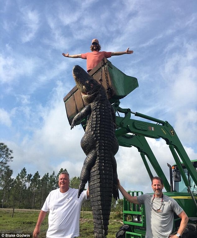 Hunters catch and kill 15ft, 800lb alligator that was eating cows on their farm  