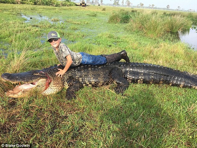 Hunters catch and kill 15ft, 800lb alligator that was eating cows on their farm  
