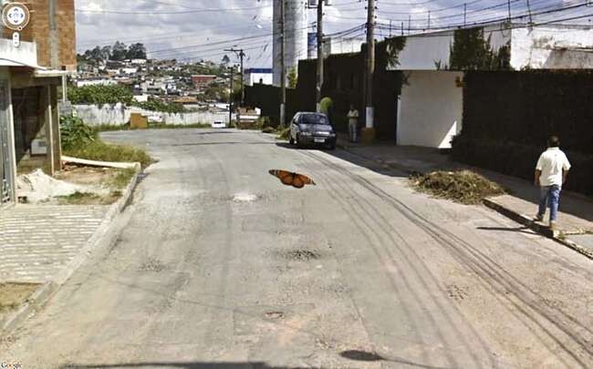 This butterfly who loves to land on Google cars.