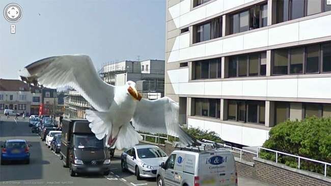 This seagull who gave zero f*cks about Google's camera.