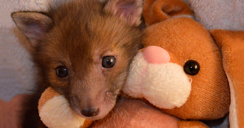 Rescue Baby Fox Loves Snuggling With His Plush Bunny Toy