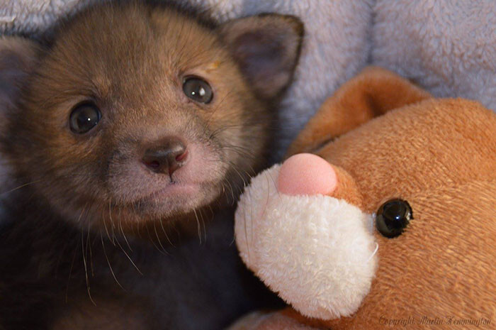 Rescue Baby Fox Loves Snuggling With His Plush Bunny Toy