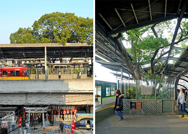 This Japanese Train Station Was Built Around A 700 Year Old Tree, And Here’s Why