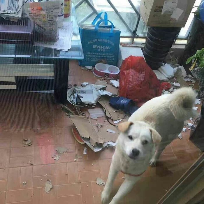 “My dad’s colleagues are complaining about the mess Doggo is making…”