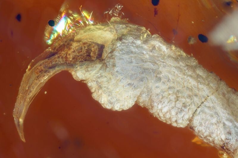 This specific sample preserves a baby enantiornithine bird, who was probably partly through its first molt a few days or weeks after hatching