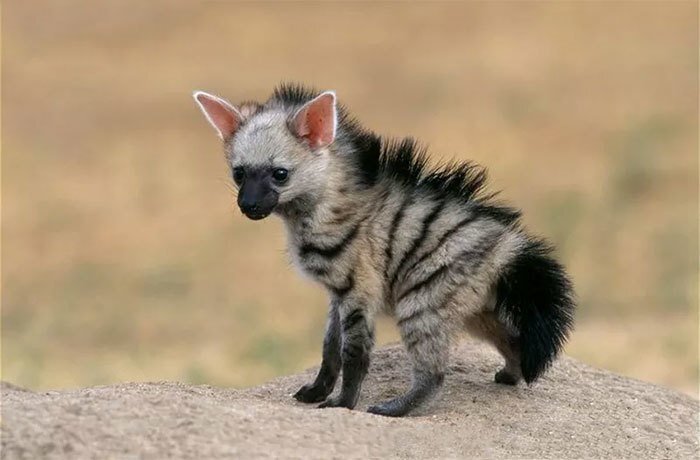 This little critter is a baby aardwolf