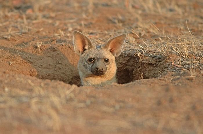 They often don’t dig the holes themselves however, preferring to inhabit abandoned burrows of other animals