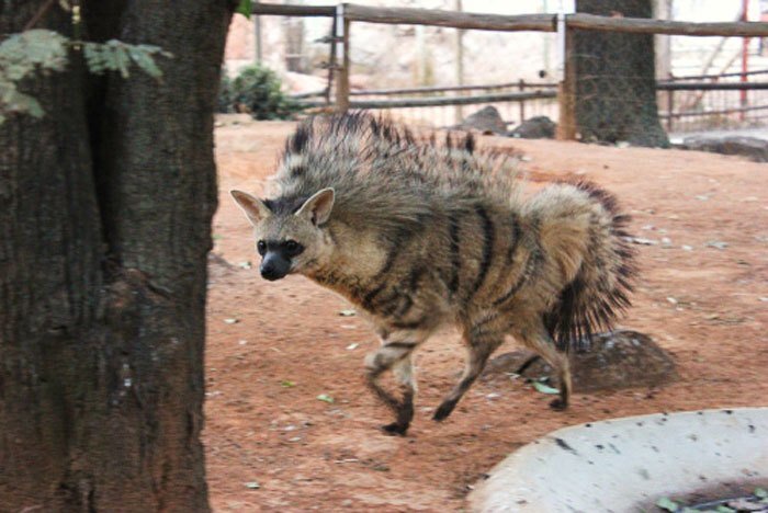 Aardwolves come from the same family as the hyena, but these guys have mohawks!