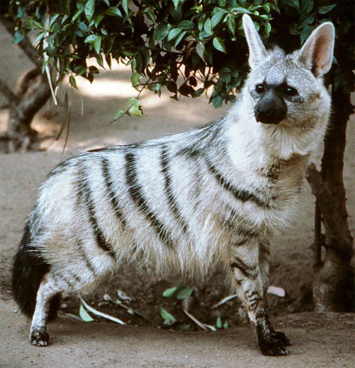 A single aardwolf can eat up to 300,000 termites per night!