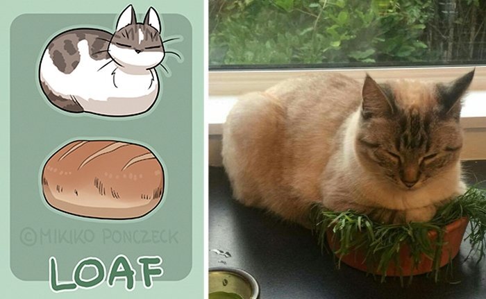 Artist Proves Cats Are More Bread Than You’d Think