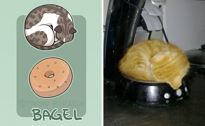 Artist Proves Cats Are More Bread Than You’d Think