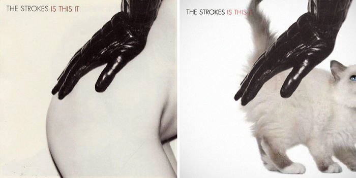 Someone Is Replacing Musicians With Cats In Famous Album Covers, And Result Is Better Than Original