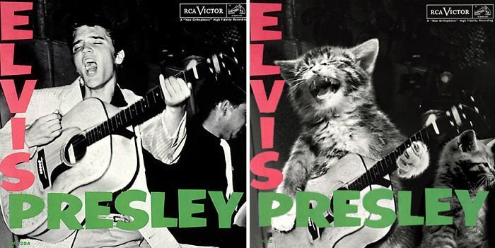 Someone Is Replacing Musicians With Cats In Famous Album Covers, And Result Is Better Than Original