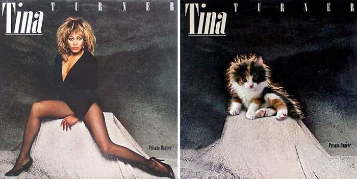 Someone Is Replacing Musicians With Cats In Famous Album Covers, And Result Is Better Than Original