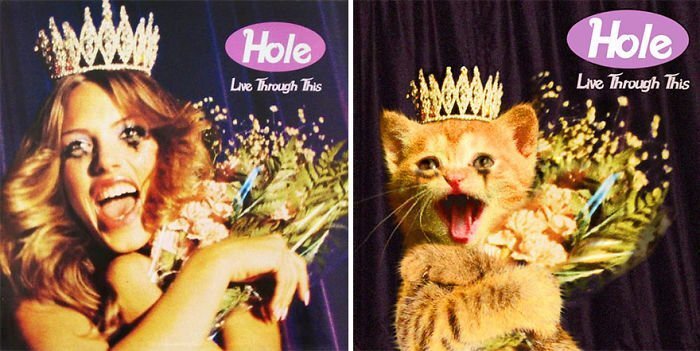 Someone Is Replacing Musicians With Cats In Famous Album Covers, And Result Is Better Than Original