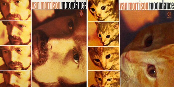 Someone Is Replacing Musicians With Cats In Famous Album Covers, And Result Is Better Than Original