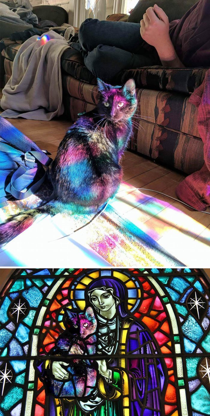 This Cat Bathed In Light From A Stained Glass Window