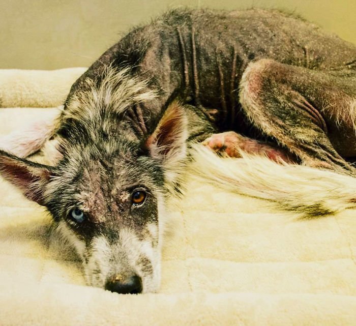 She was so skinny and had no hair because of the mange” - Rescued