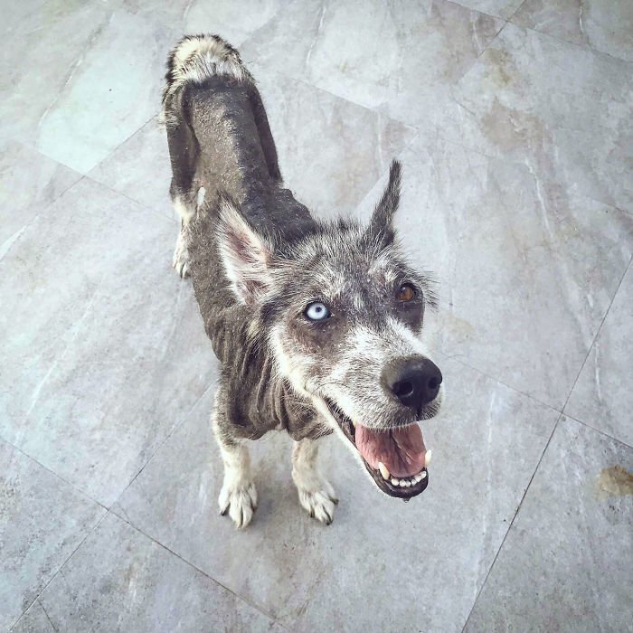 This is how Luna, a Siberian husky, looked like 8 Months ago