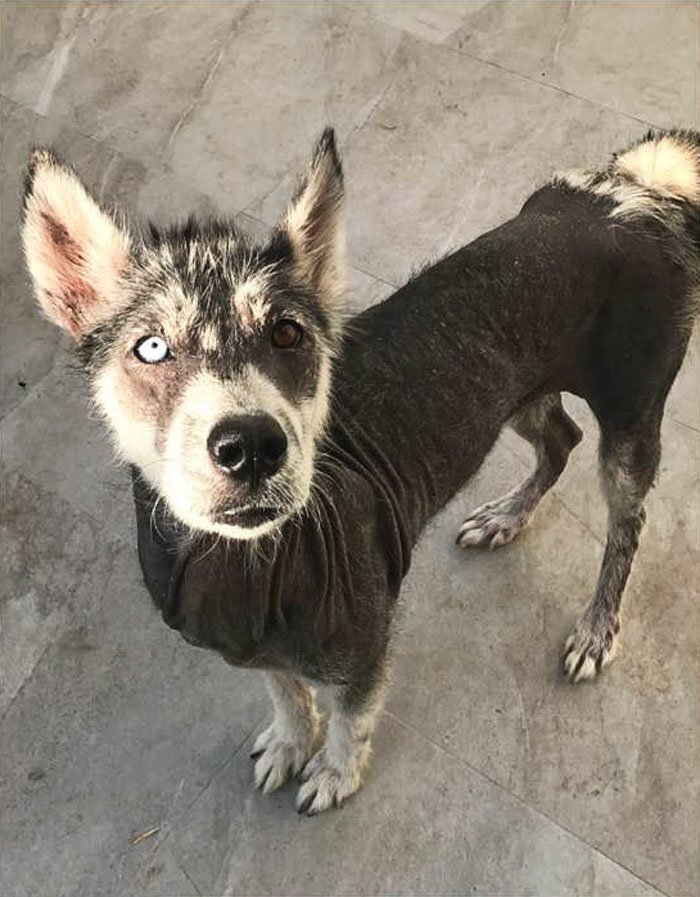 Rescued Husky Goes Through An Incredible Transformation In Just 8 Months