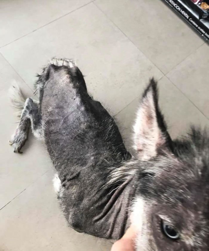Rescued Husky Goes Through An Incredible Transformation In Just 8 Months