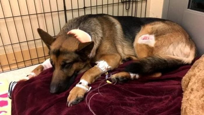 Sadly, they shot the dog four times and he gave up his battle
