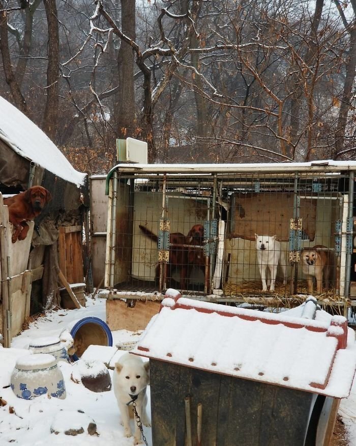 “This morning Matt and I had a heart-wrenching visit to one of the 17,000 dog farms here in South Korea,” he wrote on Instagram*