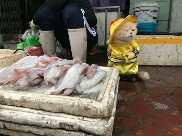 Dog has become a true celebrity in the Hai Phong market